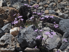 Ricotia cretica