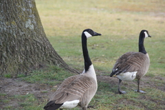 Branta canadensis