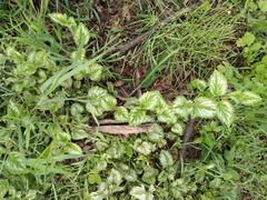 Lamium galeobdolon argentatum