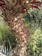 Puya meziana