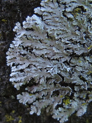 Heterodermia albicans