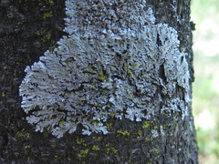 Heterodermia albicans