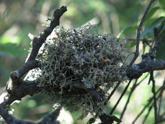 Ramalina peruviana