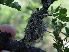Ramalina peruviana