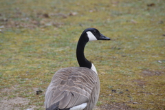 Branta canadensis