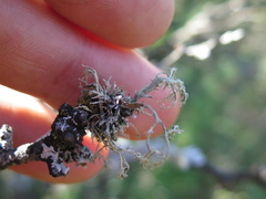 Ramalina peruviana