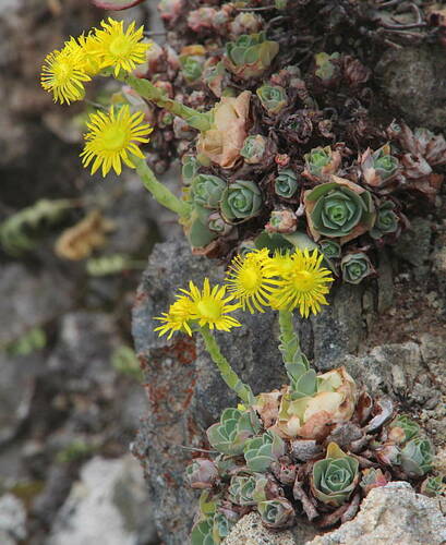 Mountain Rose (Aeonium dodrantale)
