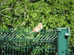 Passer melanurus