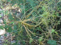 Cuscuta mitriformis