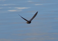 Hirundo rustica