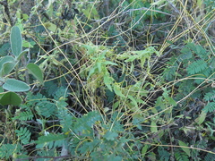 Cuscuta mitriformis