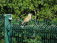 Passer melanurus