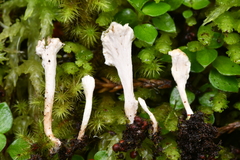 Cantharellus insignis