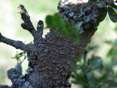 Caloplaca crocea
