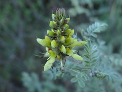 Dalea melantha