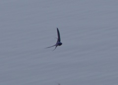 Hirundo rustica