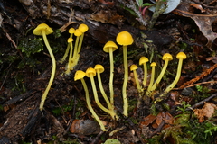 Mycena primulina