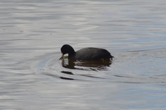 Fulica atra