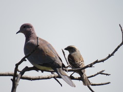 Streptopelia senegalensis senegalensis