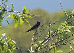 Hirundo rustica