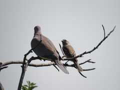 Passer melanurus