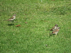 Passer melanurus