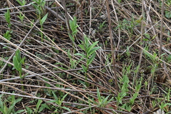 Maianthemum stellatum