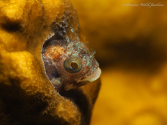 Secretary Blenny photo 2