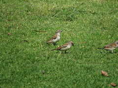 Passer melanurus