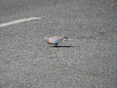 Streptopelia senegalensis senegalensis
