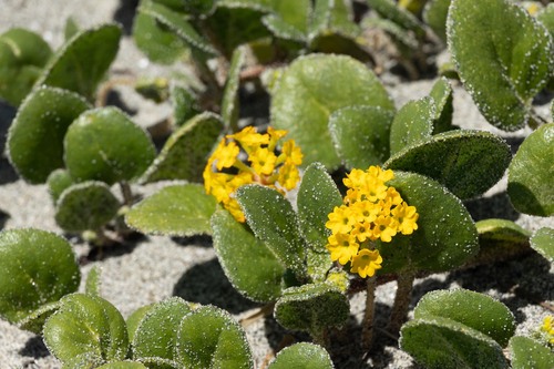 Abronia latifolia