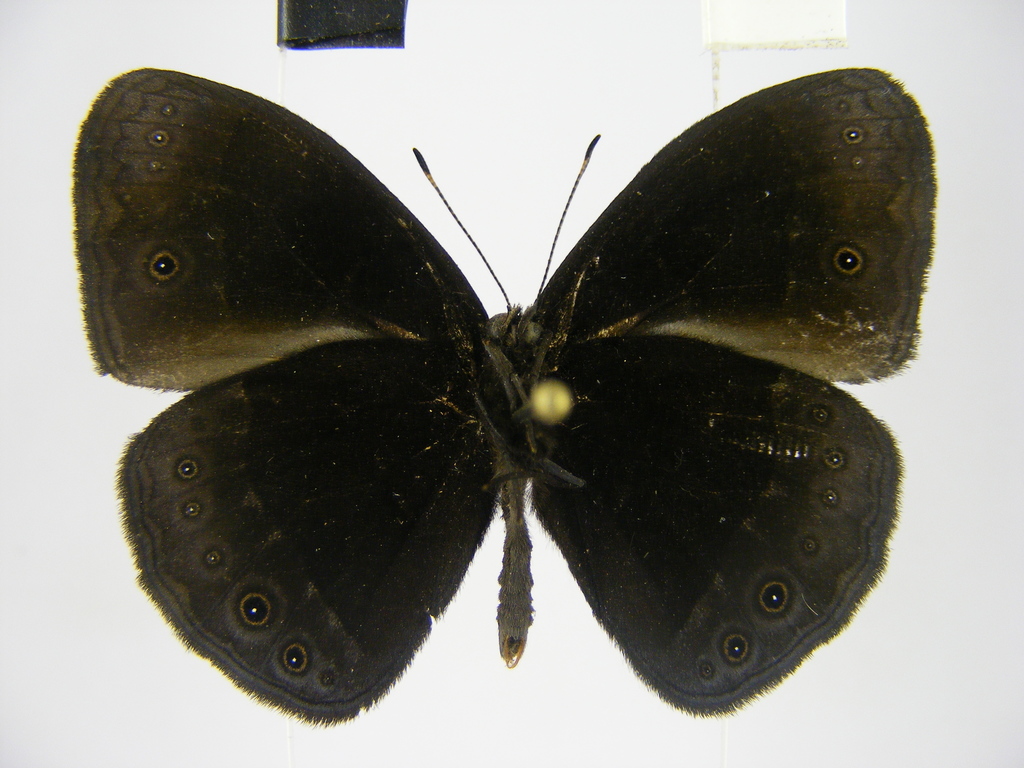 Smith’s Bush Brown