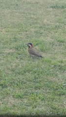 Colaptes melanochloros