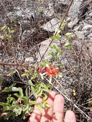 Passiflora mexicana