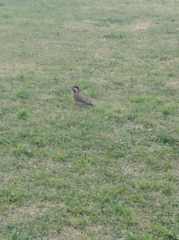 Colaptes melanochloros