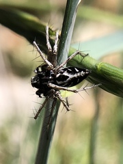 Oxyopes heterophthalmus