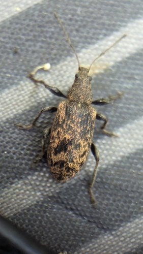 Phyllobius pilicornis, Noordwijkerhout, Nederland, photo 9 of 10
