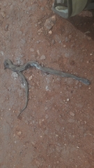 Dasypeltis