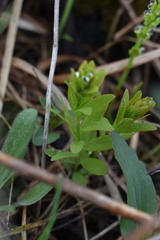 Comandra umbellata