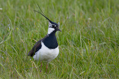 Northern Lapwing photo 2