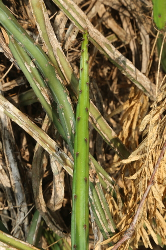 Image of Selenicereus spinulosus by (c) Reid Hardin, some rights reserved (CC BY)