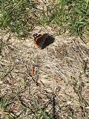 Vanessa atalanta