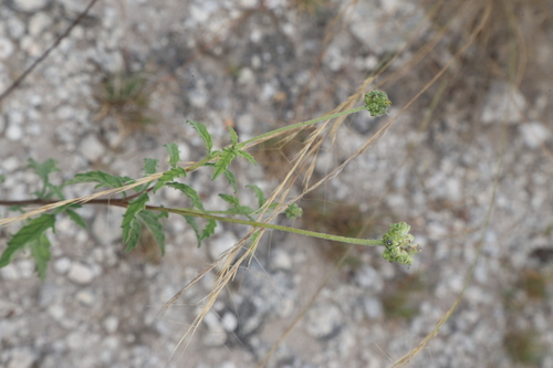 Image of Varronia podocephala by (c) Reid Hardin, some rights reserved (CC BY)