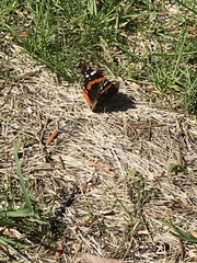 Vanessa atalanta