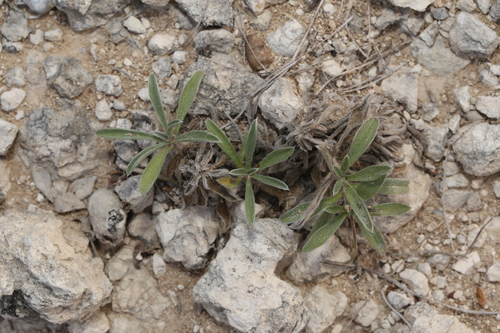 Image of Tetraneuris turneri by (c) Reid Hardin, some rights reserved (CC BY)