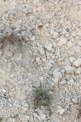 Image of Tetraneuris turneri by (c) Reid Hardin, some rights reserved (CC BY)