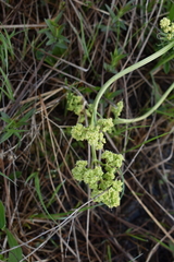 Valeriana edulis ciliata