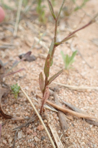 Image of Campanula lusitanica by (c) Jorge Íñiguez, some rights reserved (CC BY)