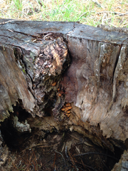 Kuehneromyces lignicola