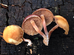 Kuehneromyces lignicola